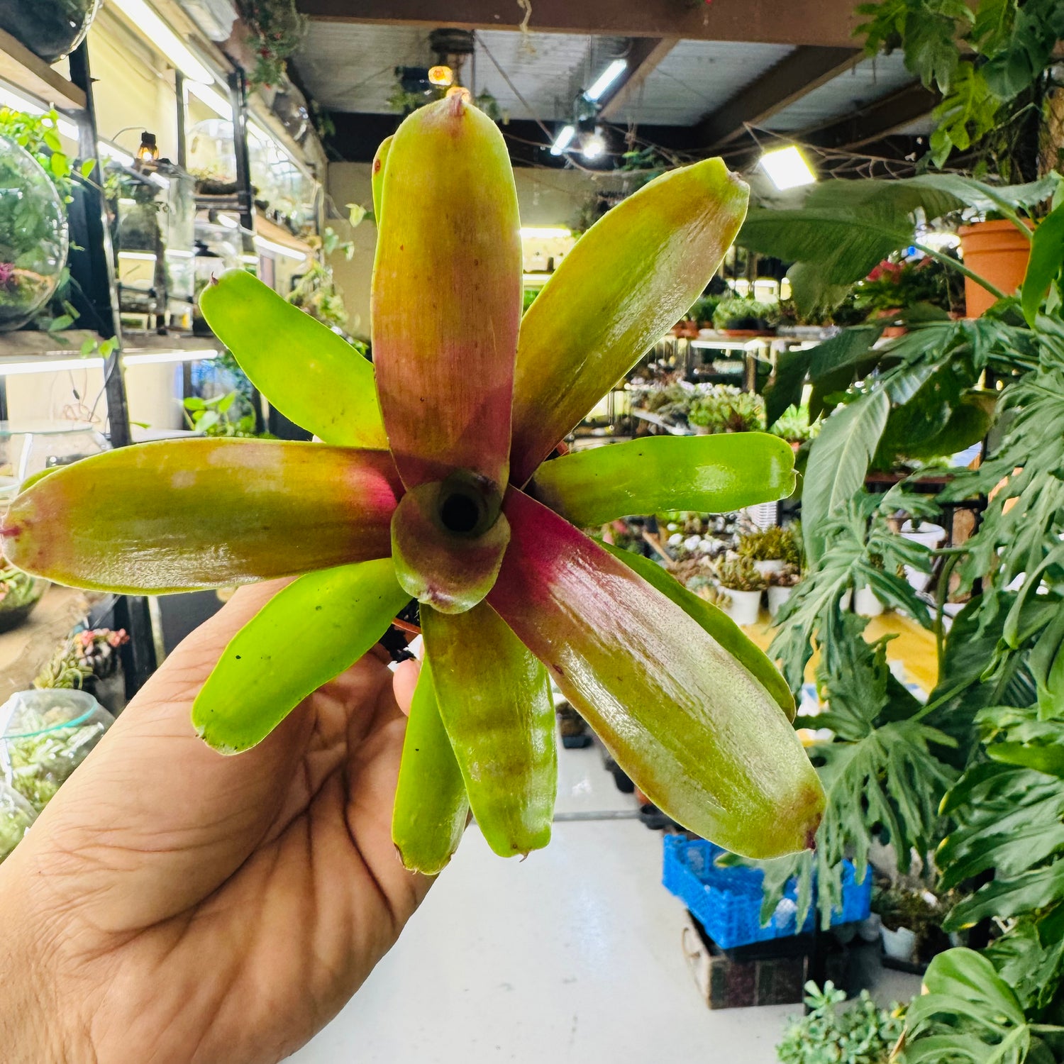 Bromeliad Plant – Striking Green &amp; Red Foliage for Vibrant Indoor Spaces