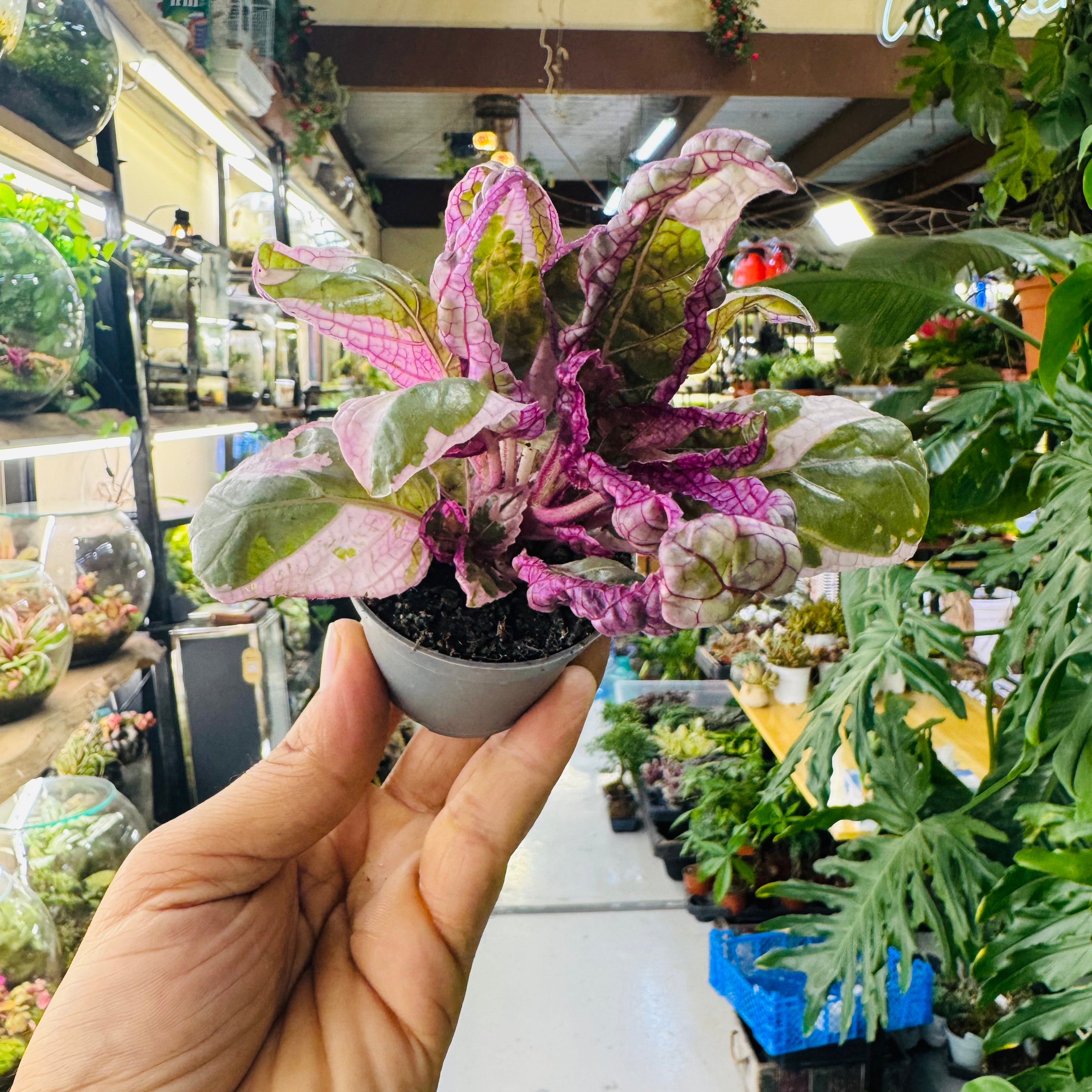 Snow White Alternanthera Plant – Beautiful Pink &amp; White Foliage for Indoors and Terrariums