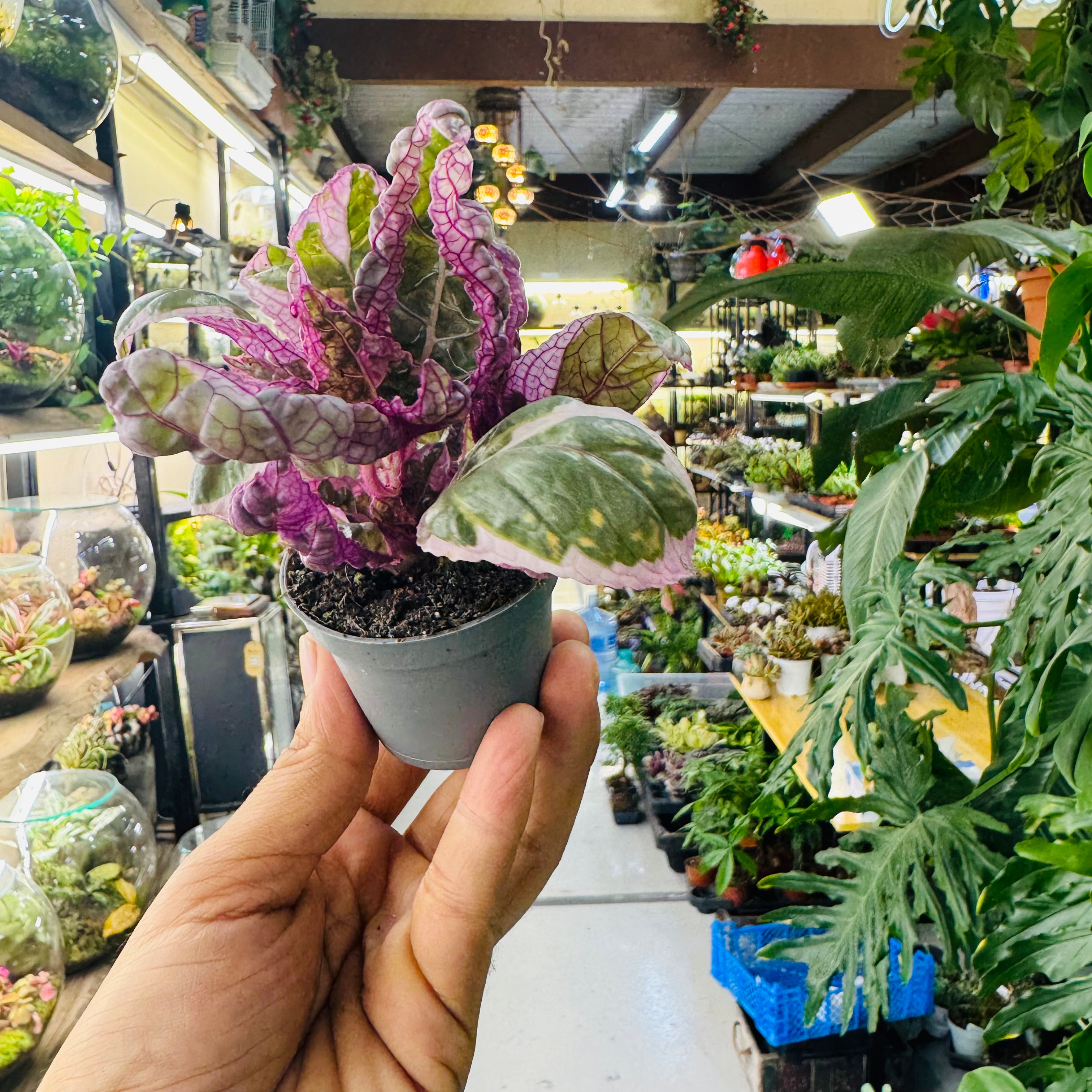 Snow White Alternanthera Plant – Beautiful Pink &amp; White Foliage for Indoors and Terrariums