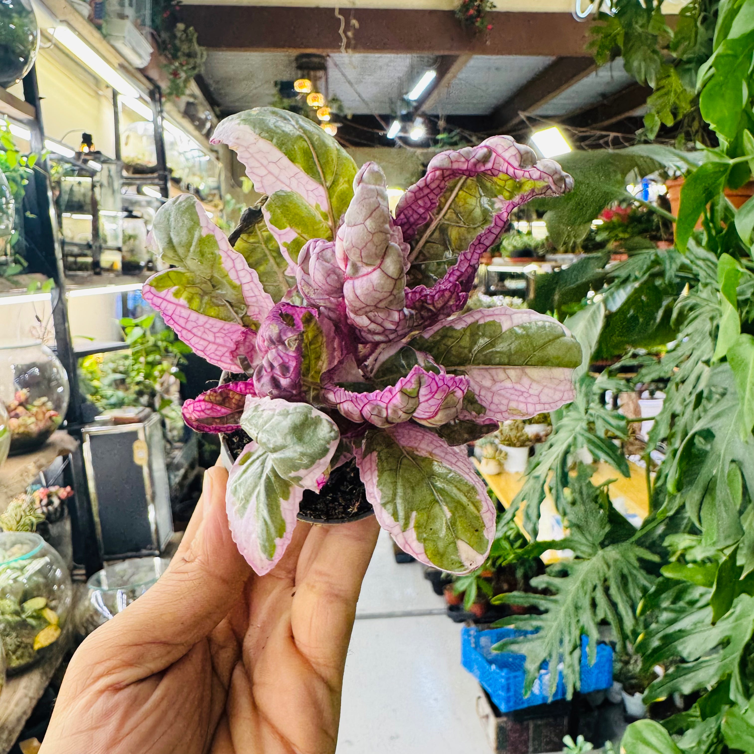 Snow White Alternanthera Plant – Beautiful Pink &amp; White Foliage for Indoors and Terrariums