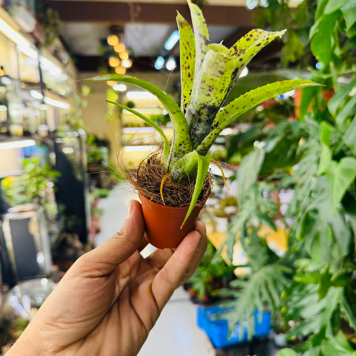 Bromeliads Green &amp; Spotty Leaves – Exotic Indoor and Terrarium Foliage Plant