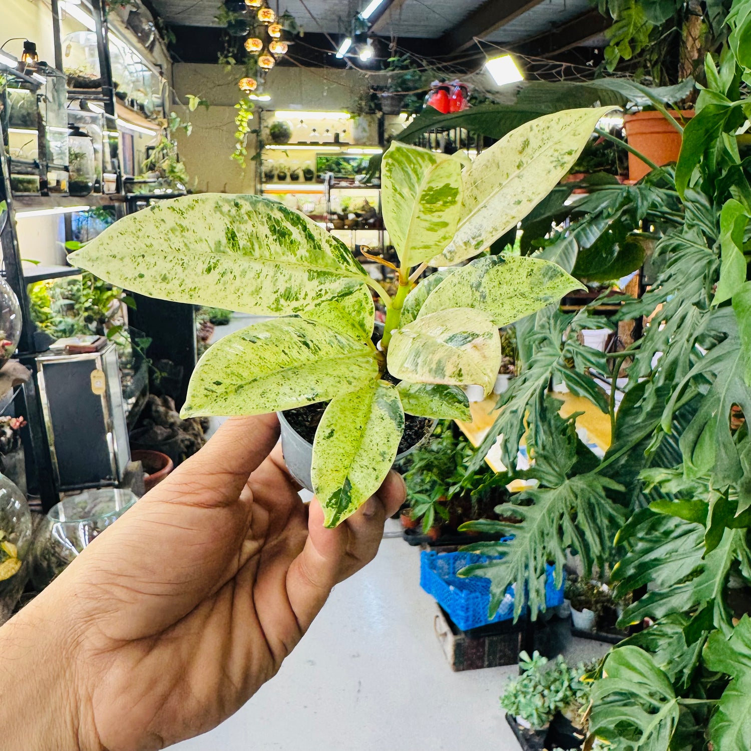 Dieffenbachia Variegated – Elegant Indoor &amp; Terrarium Foliage Plant