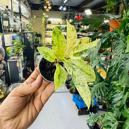 Dieffenbachia Variegated – Elegant Indoor &amp; Terrarium Foliage Plant