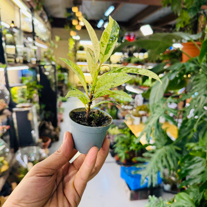 Dieffenbachia Variegated – Elegant Indoor &amp; Terrarium Foliage Plant