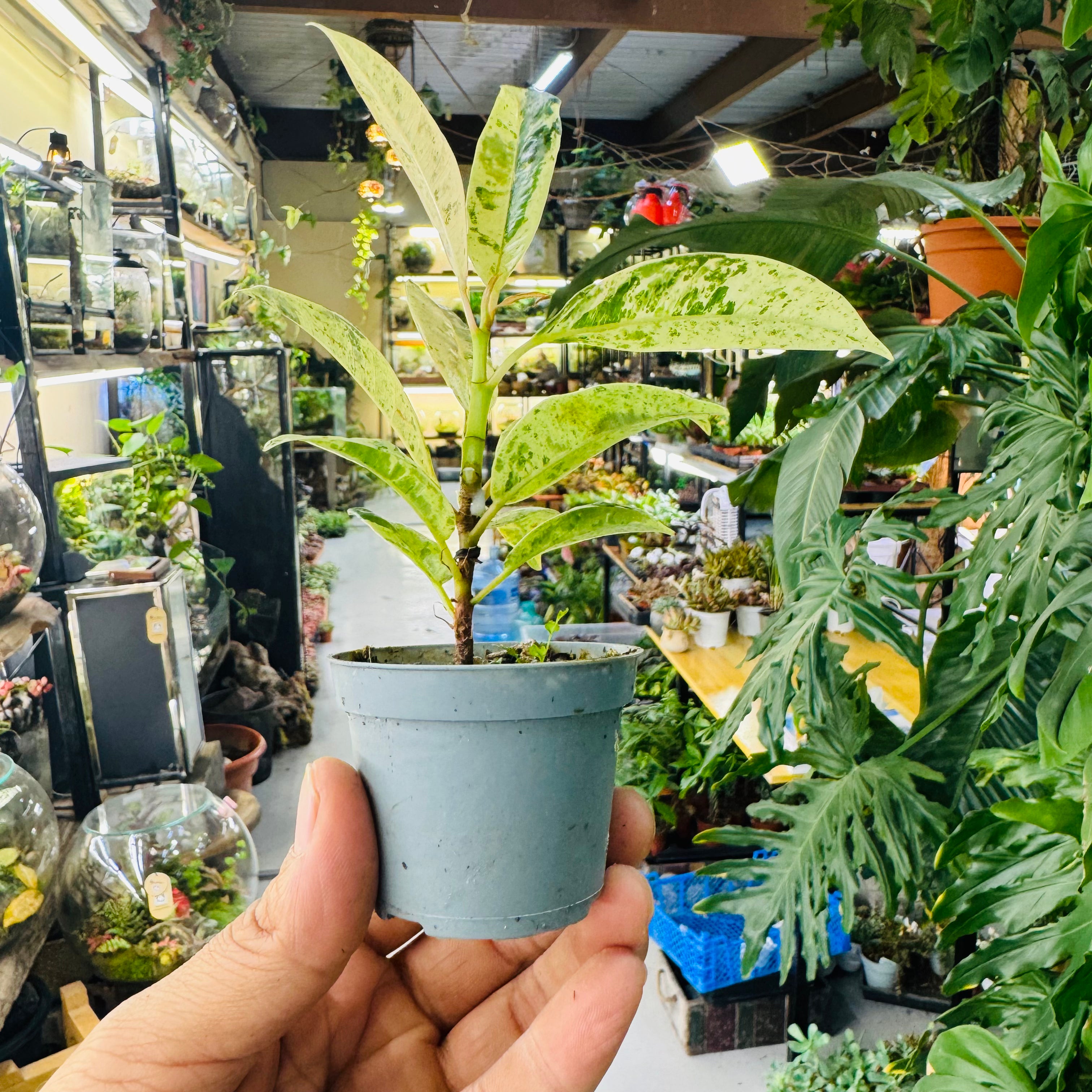 Dieffenbachia Variegated – Elegant Indoor &amp; Terrarium Foliage Plant