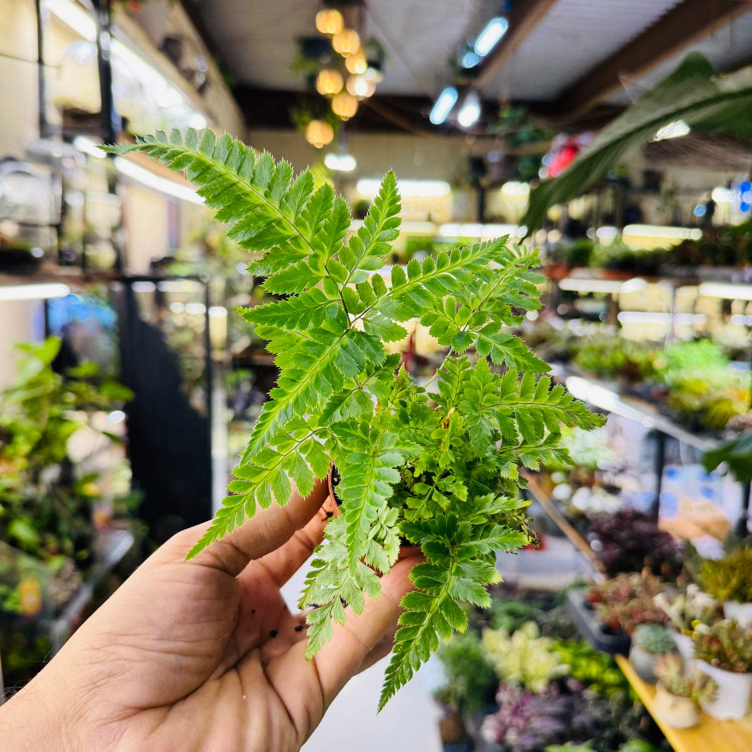 Ornamental Fern – Lush Green Indoor &amp; Terrarium Foliage Plant
