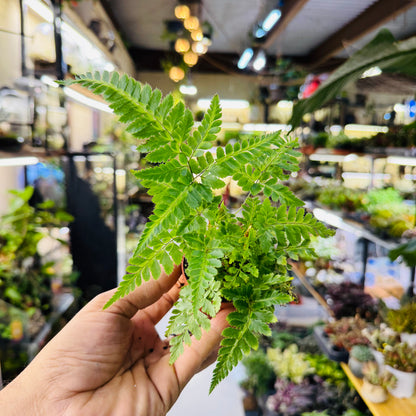 Ornamental Fern – Lush Green Indoor &amp; Terrarium Foliage Plant