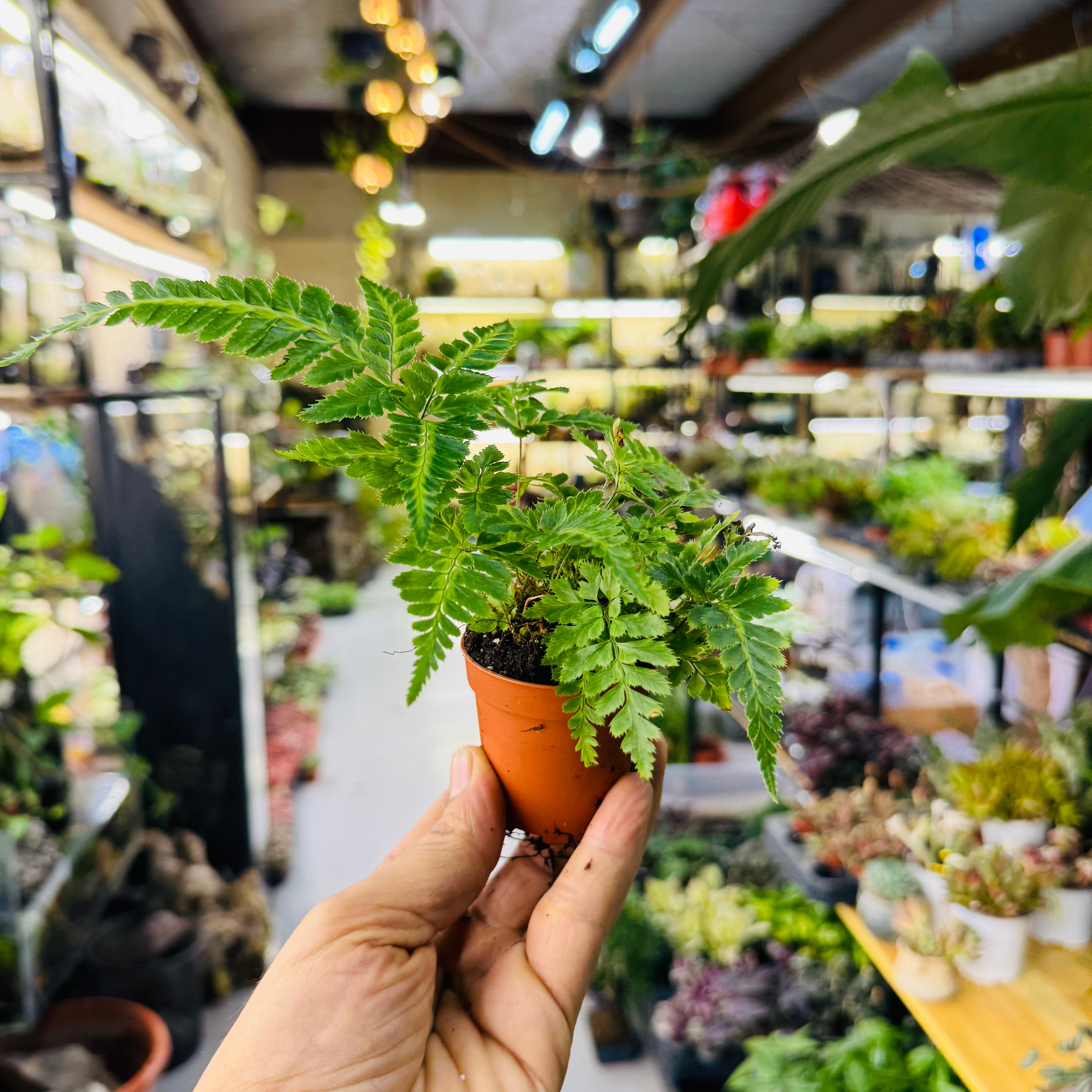 Ornamental Fern – Lush Green Indoor &amp; Terrarium Foliage Plant