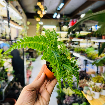 Ornamental Fern – Lush Green Indoor &amp; Terrarium Foliage Plant