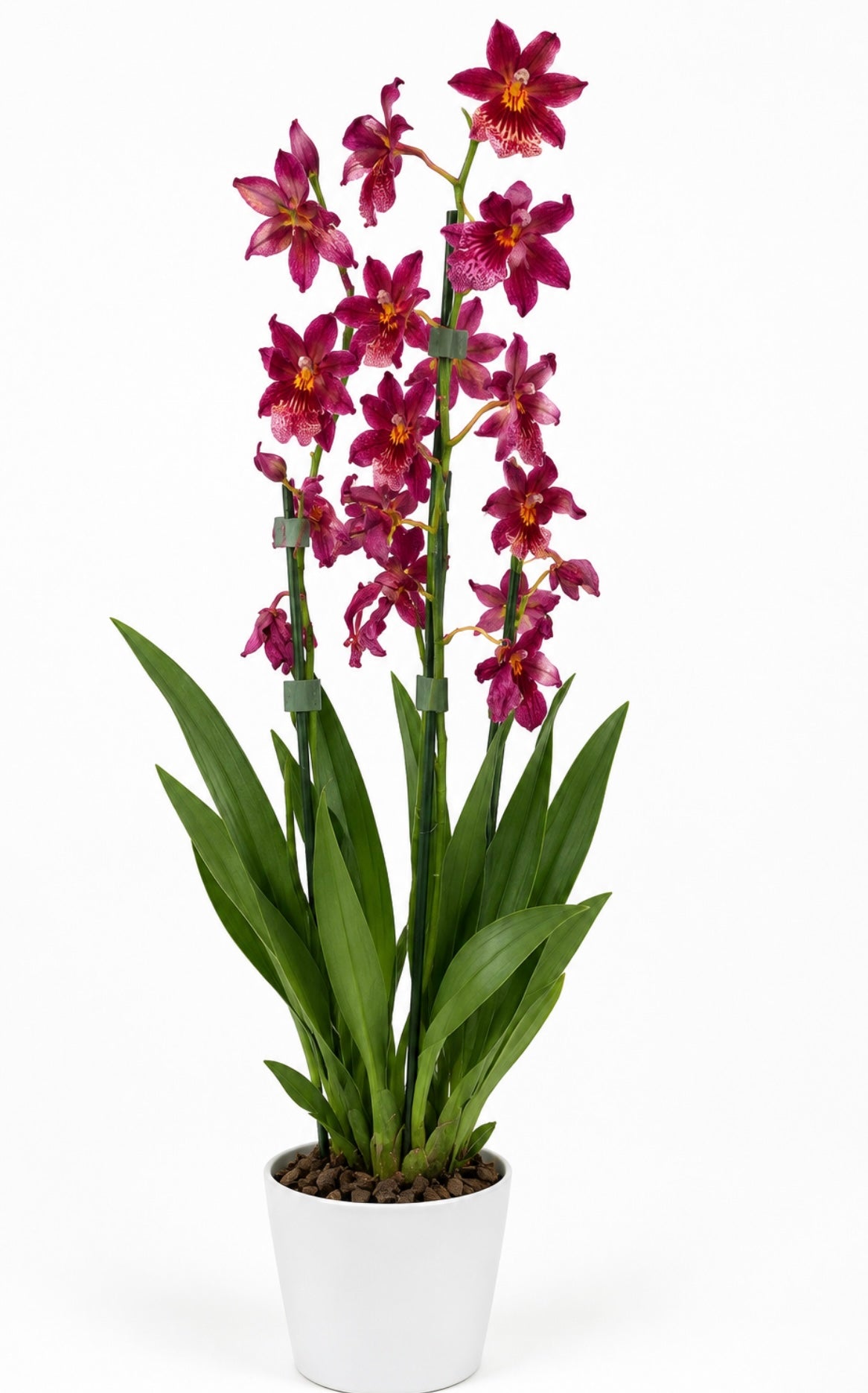 Burgundy Cambria Orchid (Oncidium Alliance)