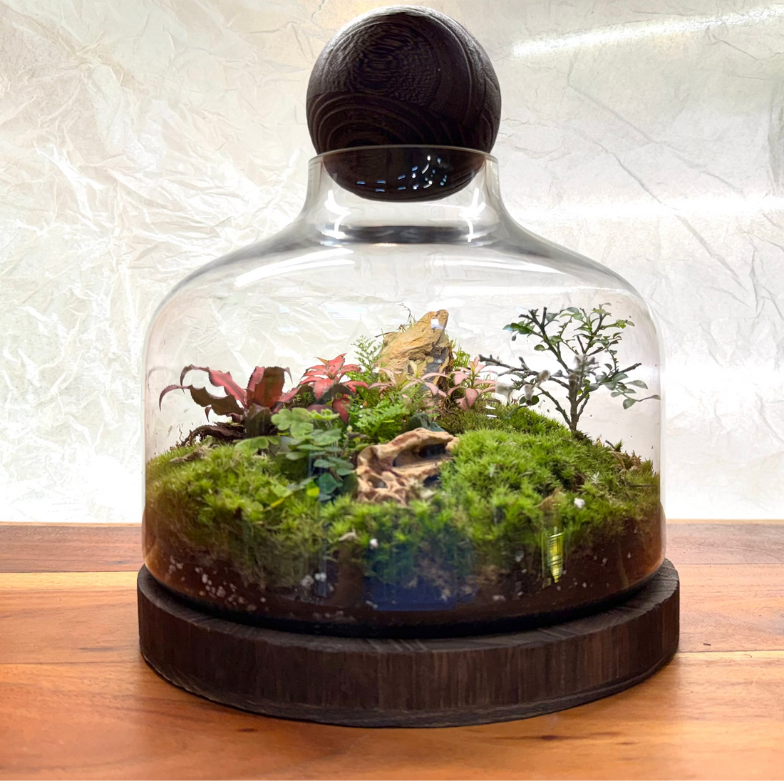 Premium Dome Glass Terrarium with Wooden Lid  Lush Moss &amp; Exotic Plant Ecosystem for Home and Office Decor Hieght : 30cm Width : 25cm