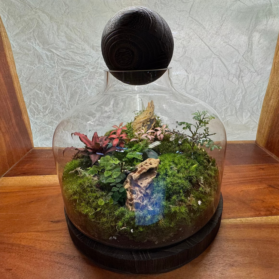 Premium Dome Glass Terrarium with Wooden Lid  Lush Moss &amp; Exotic Plant Ecosystem for Home and Office Decor Hieght : 30cm Width : 25cm