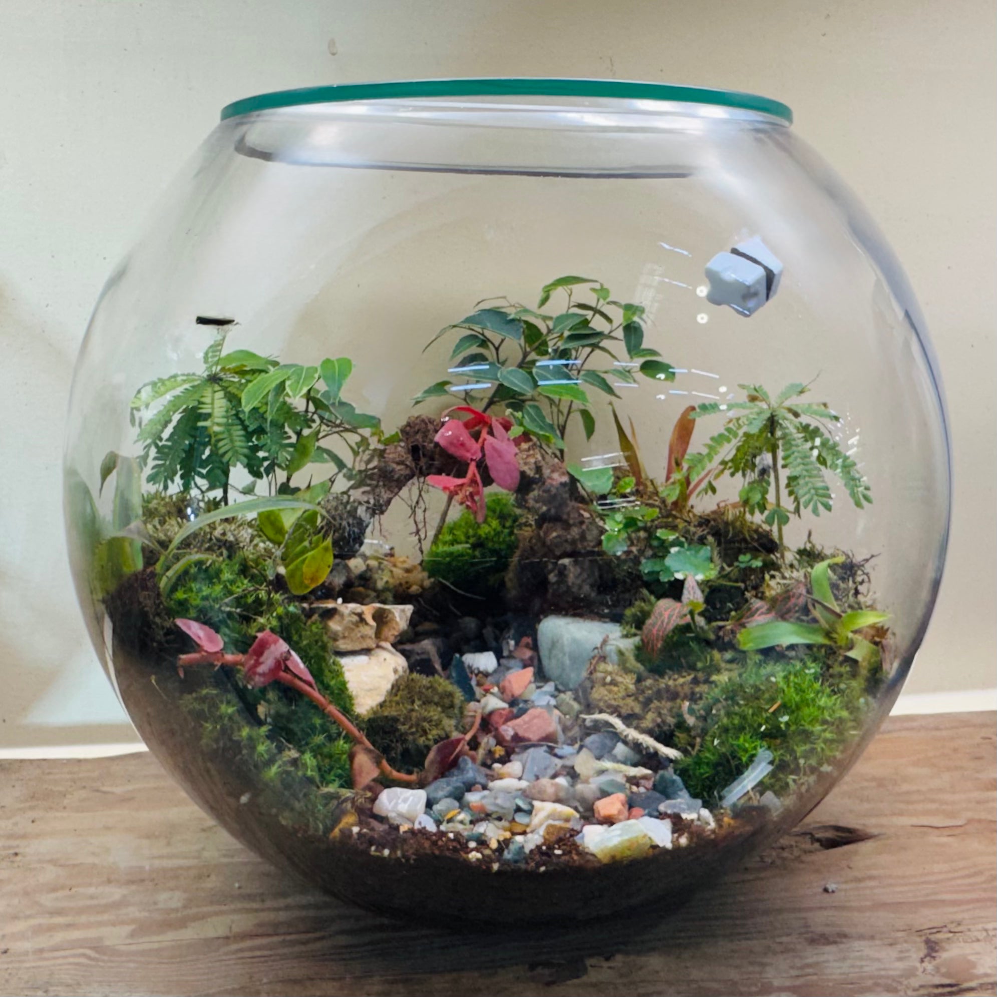 Exotic plant and green moss live jungle in a glass terrarium size of hieght 38cm width 38cm