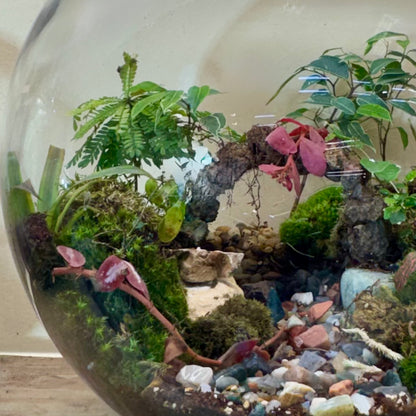 Exotic plant and green moss live jungle in a glass terrarium size of hieght 38cm width 38cm