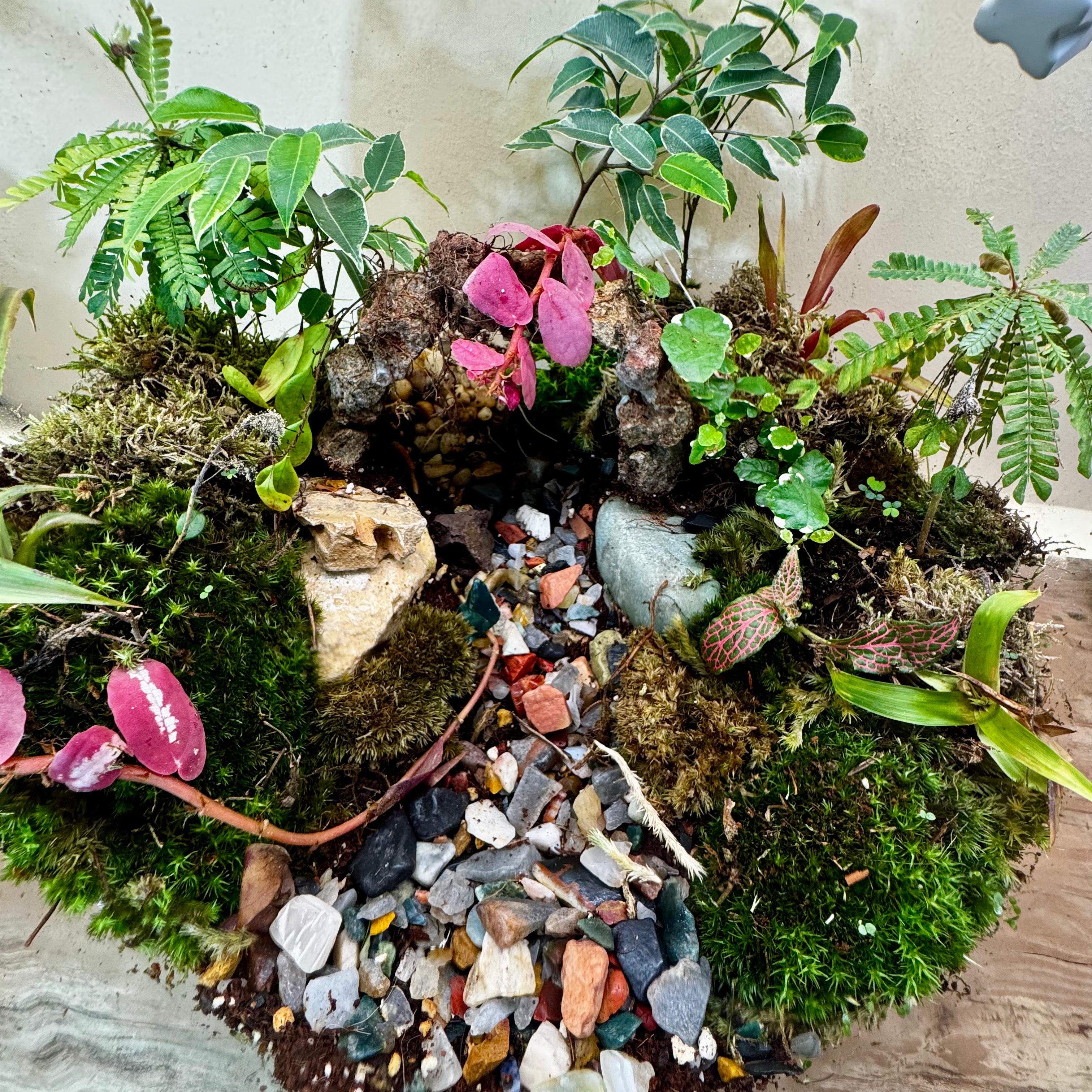 Exotic plant and green moss live jungle in a glass terrarium size of hieght 38cm width 38cm