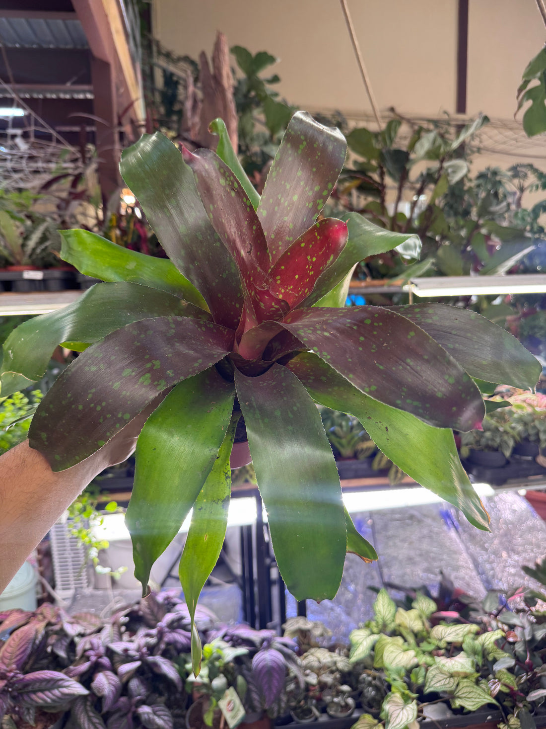Bromeliad Plant – Tropical Indoor Decorative Houseplant  30 cm