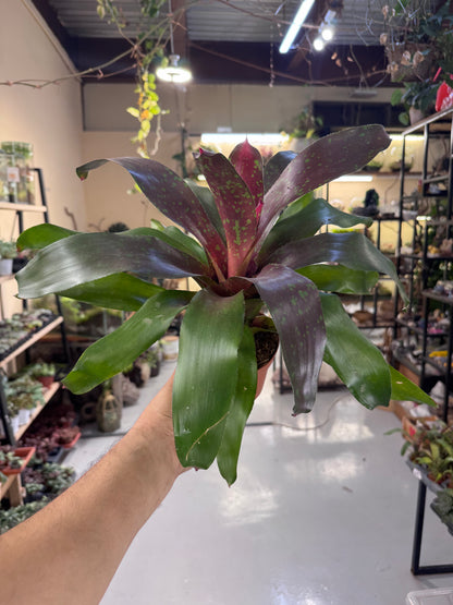 Bromeliad Plant – Tropical Indoor Decorative Houseplant  30 cm