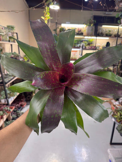 Bromeliad Plant – Tropical Indoor Decorative Houseplant  30 cm