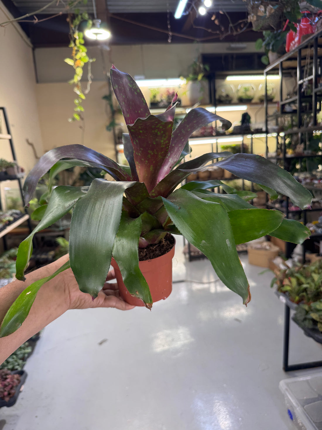 Bromeliad Plant – Tropical Indoor Decorative Houseplant  30 cm