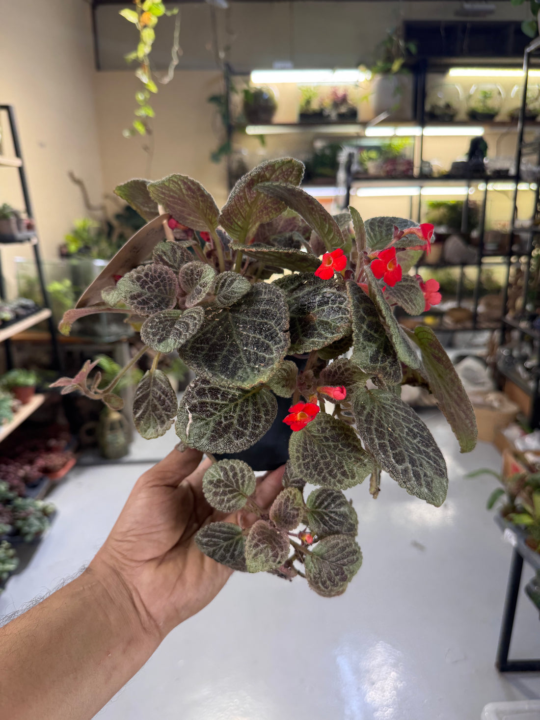 Episcia (Flame Violet) – Tropical Flowering Indoor &amp; Terrarium Plant - 23cm