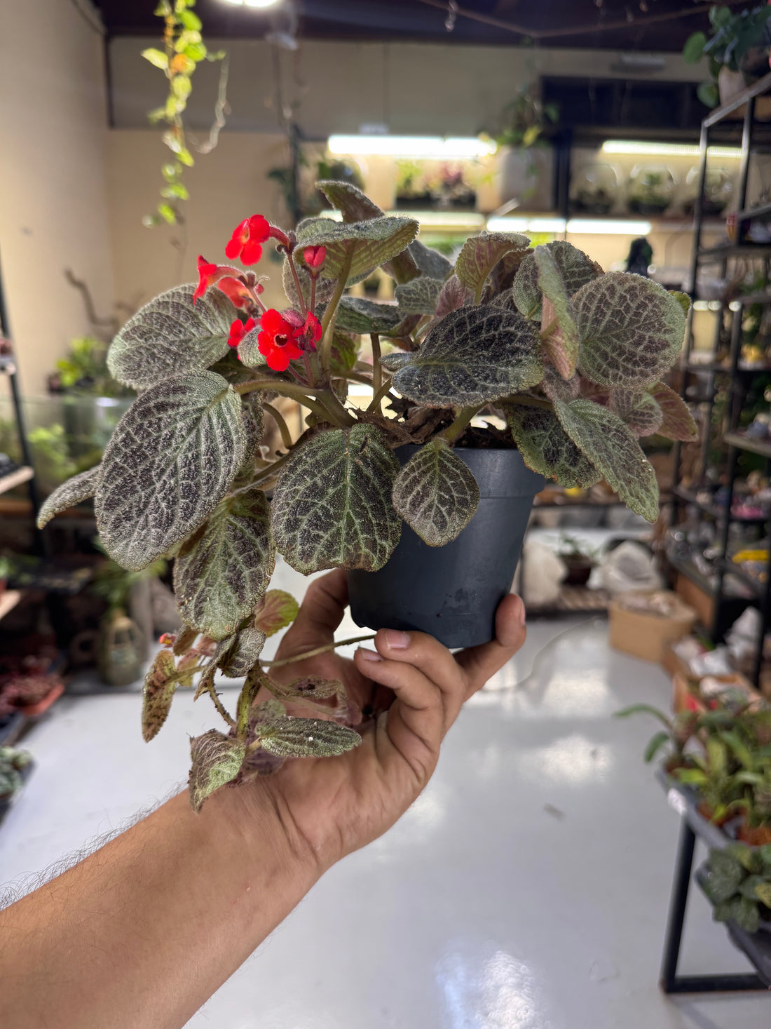 Episcia (Flame Violet) – Tropical Flowering Indoor &amp; Terrarium Plant - 23cm