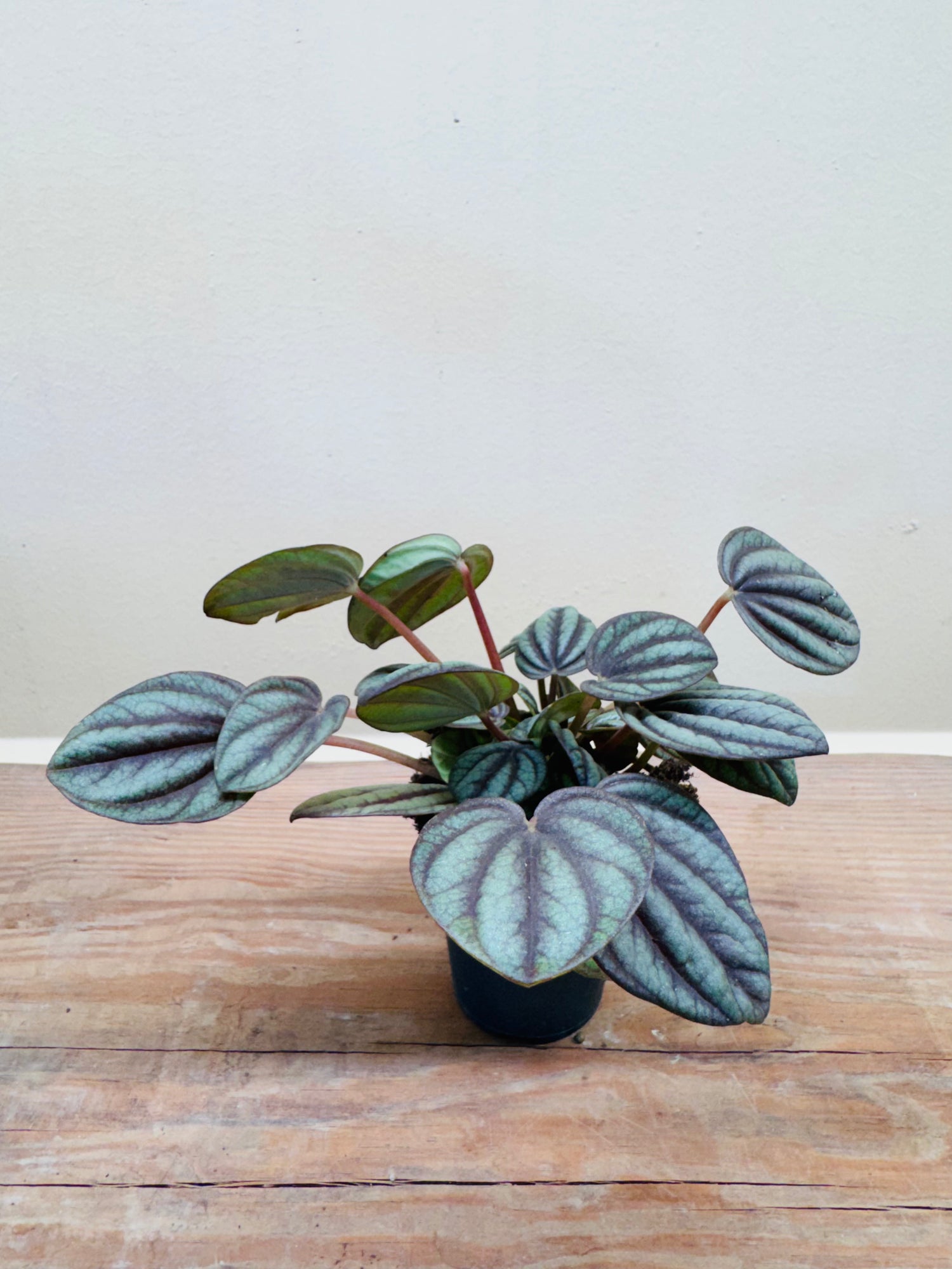 Watermelon Peperomia (Peperomia argyreia) – Decorative Indoor &amp; Terrarium Plant 10cm