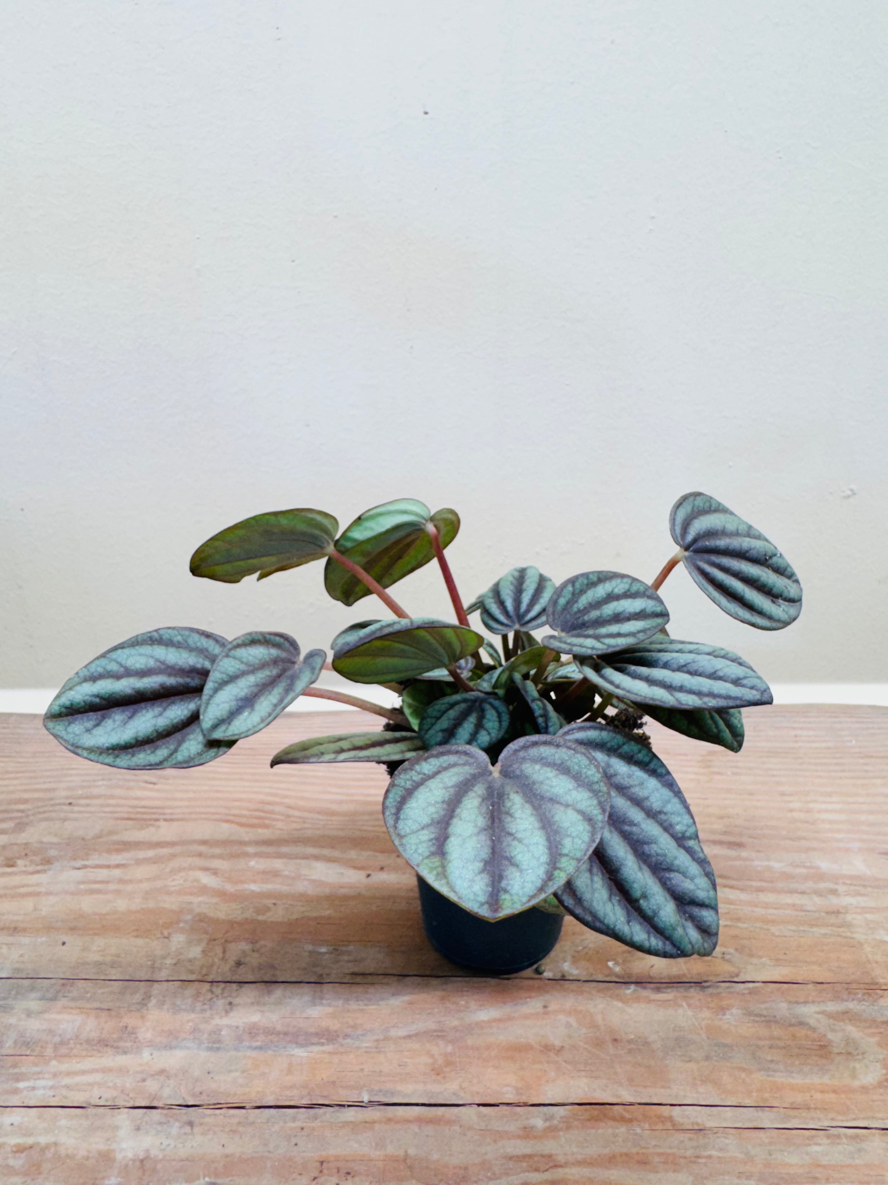 Watermelon Peperomia (Peperomia argyreia) – Decorative Indoor &amp; Terrarium Plant 10cm
