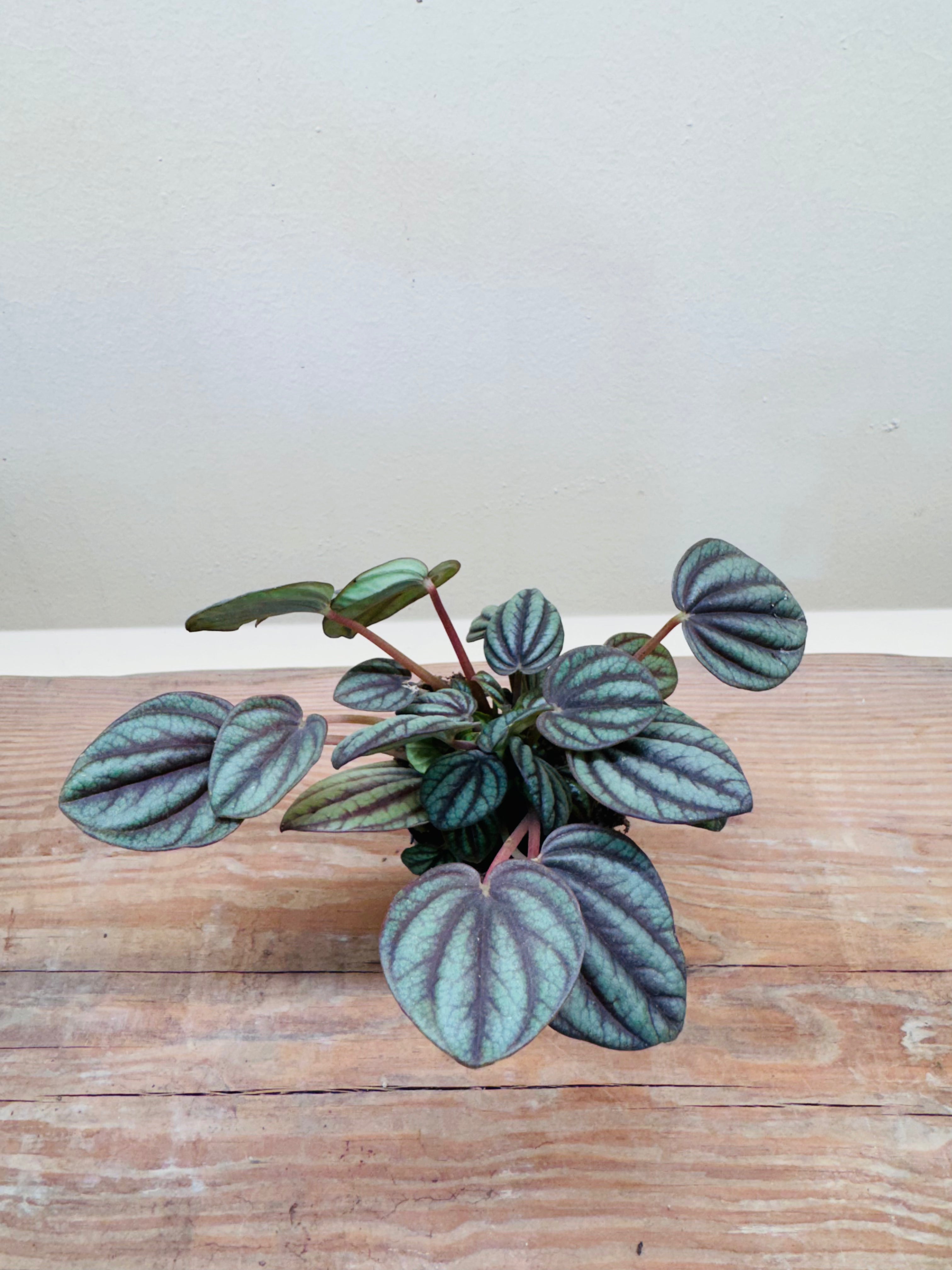 Watermelon Peperomia (Peperomia argyreia) – Decorative Indoor &amp; Terrarium Plant 10cm