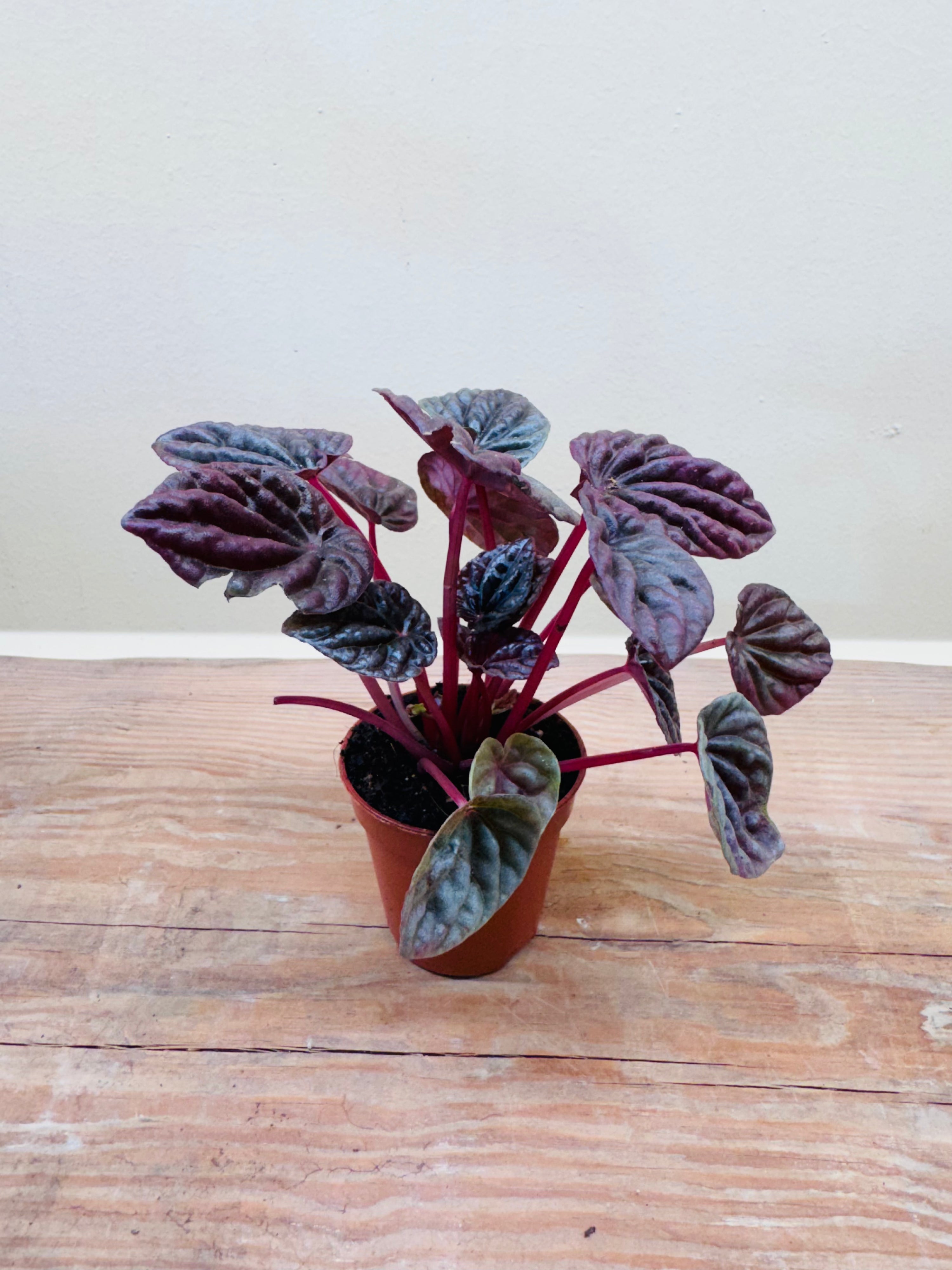 Peperomia ‘Napoli Nights’ – Exotic Indoor Foliage [12cm]