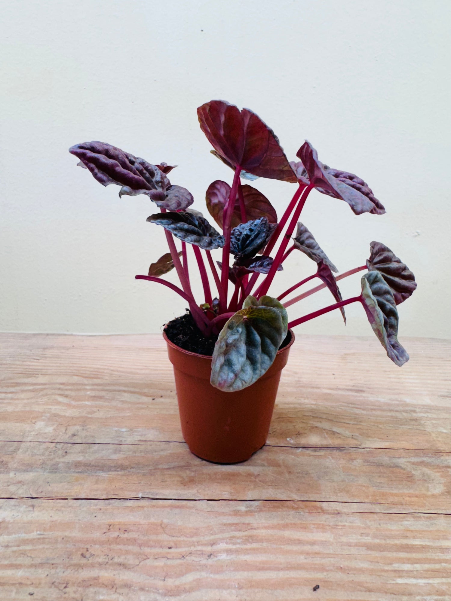 Peperomia ‘Napoli Nights’ – Exotic Indoor Foliage &amp; Terrarium Plant -[12cm]