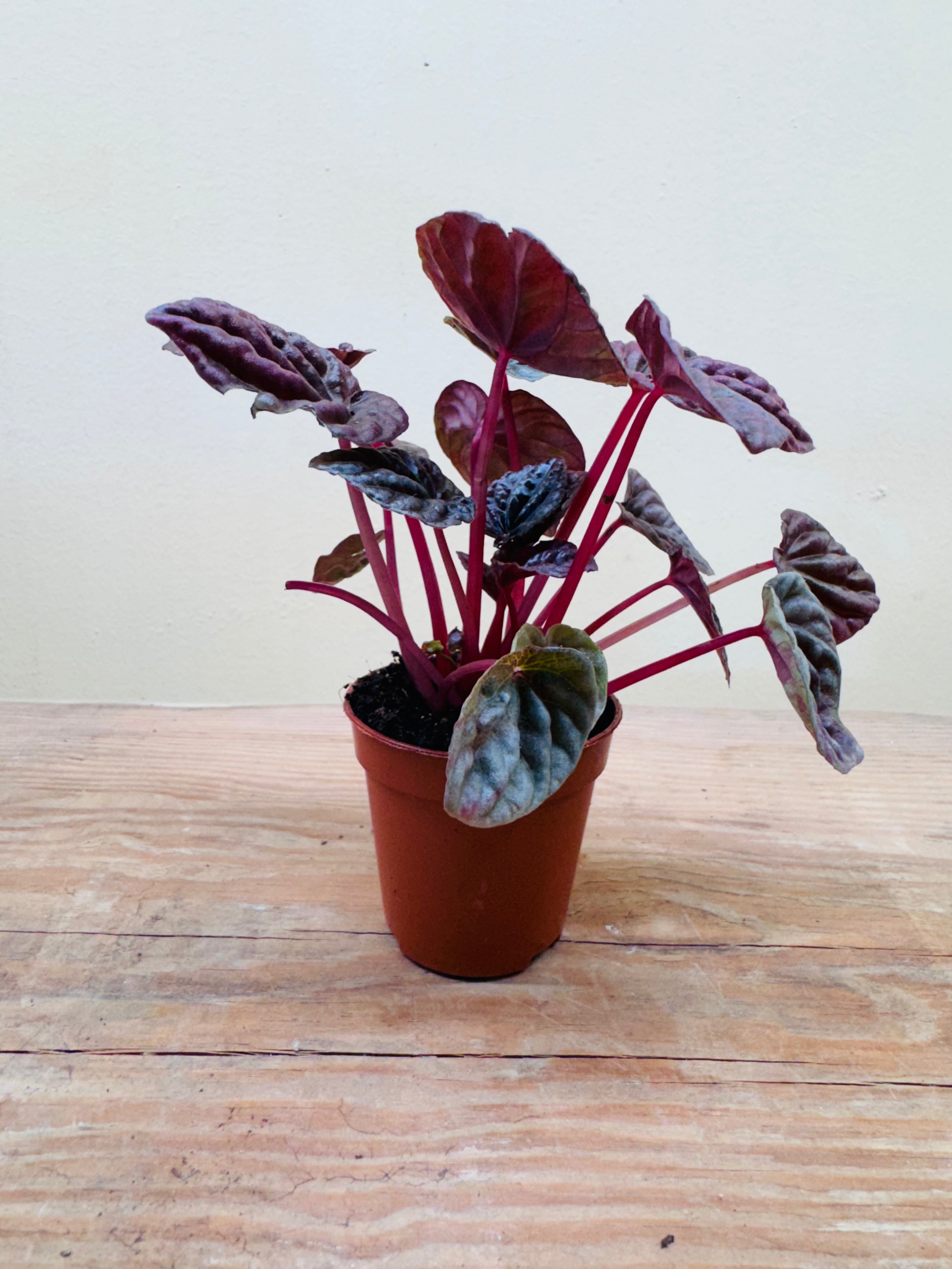 Peperomia ‘Napoli Nights’ – Exotic Indoor Foliage &amp; Terrarium Plant -[12cm]