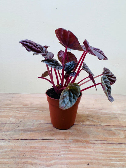 Peperomia ‘Napoli Nights’ – Exotic Indoor Foliage &amp; Terrarium Plant -[12cm]