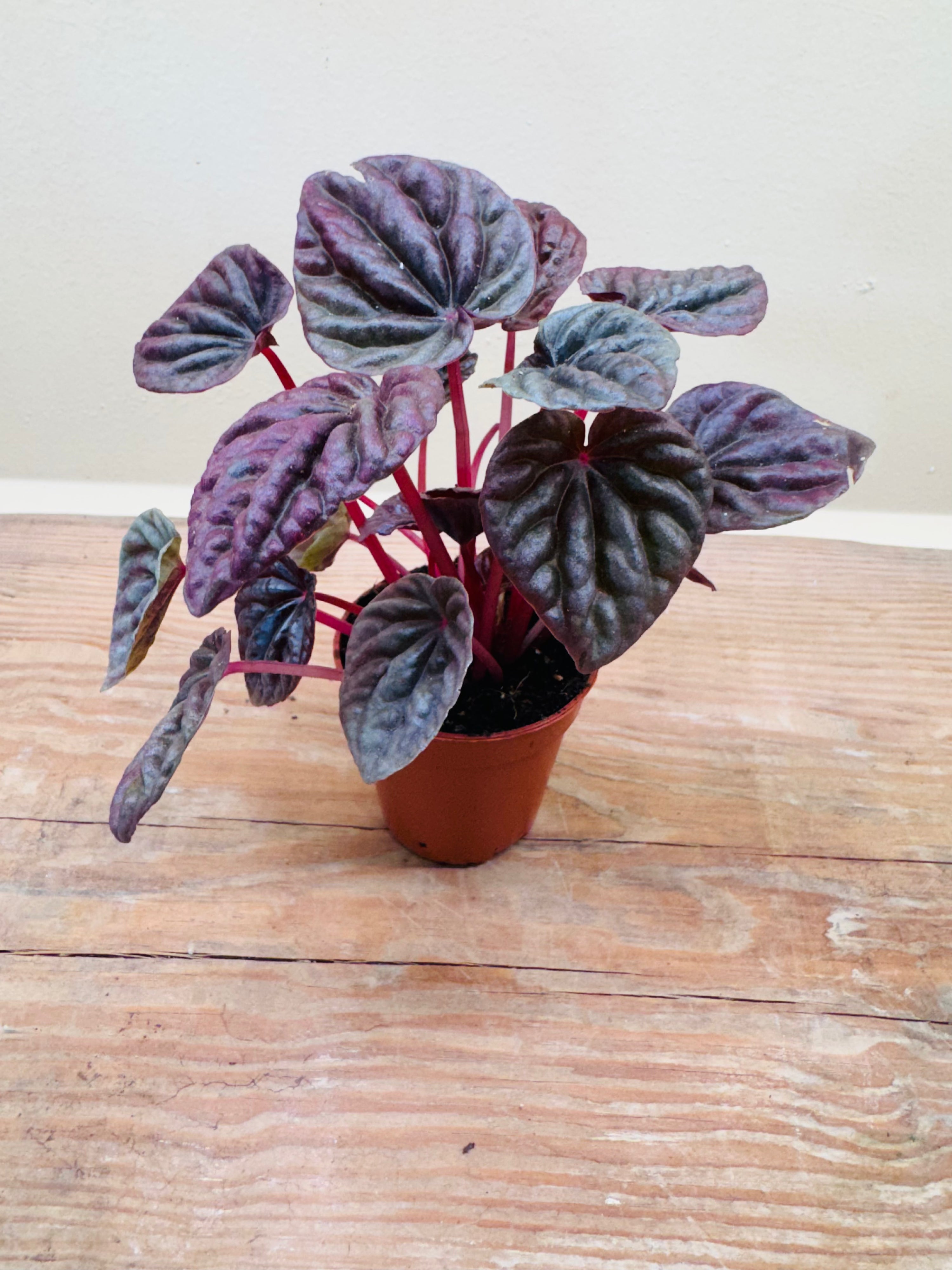 Peperomia ‘Napoli Nights’ – Exotic Indoor Foliage [12cm]
