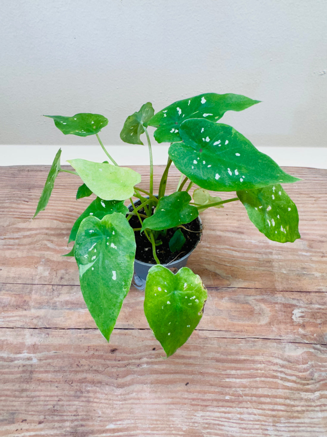 Alocasia Hilo Beauty – Exotic Mini Tropical Plant for Terrariums &amp; Indoor Spaces 15cm