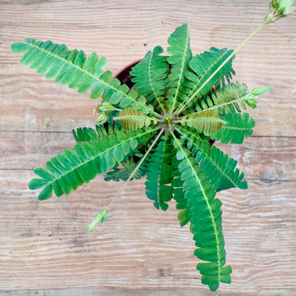 Mini Palm Tree – Tropical Terrarium &amp; Indoor Decorative Plant 13cm