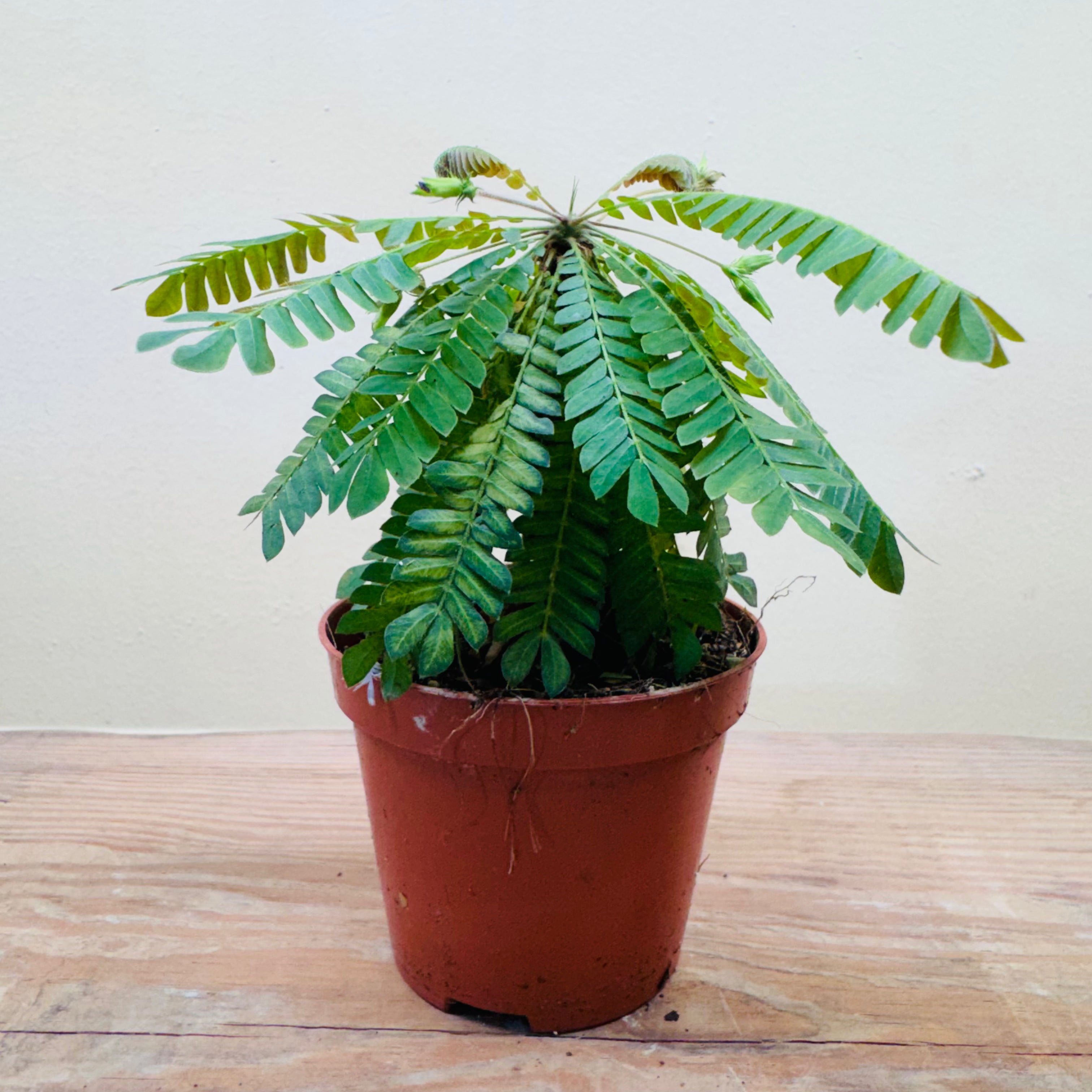 Mini Palm Tree – Tropical Terrarium &amp; Indoor Decorative Plant 13cm