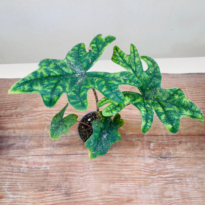 Alocasia ‘Jacklyn’ (Alocasia tandurusa) – Rare Exotic Tropical Houseplant -15cm