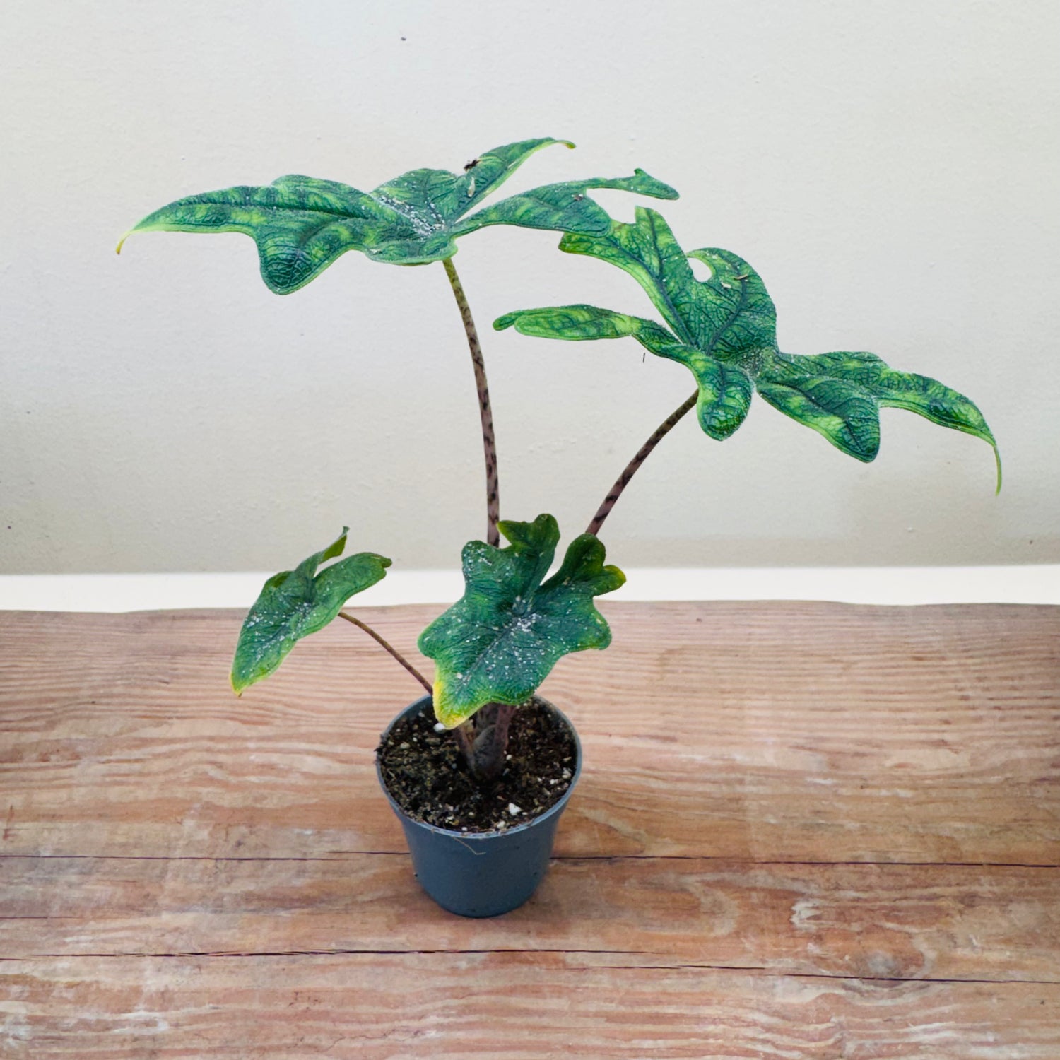 Alocasia ‘Jacklyn’ (Alocasia tandurusa) – Rare Exotic Tropical Houseplant -15cm