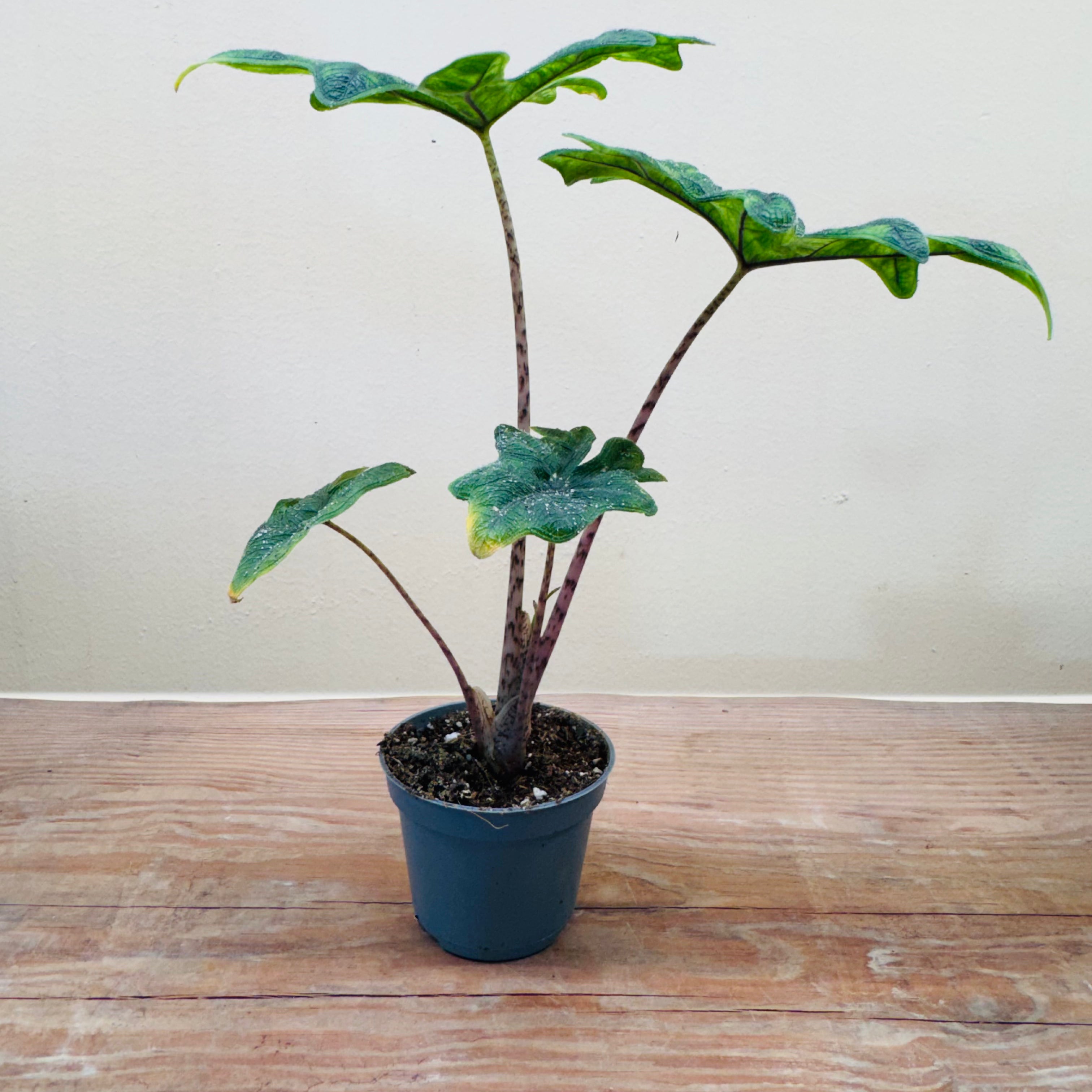 Alocasia ‘Jacklyn’ (Alocasia tandurusa) – Rare Exotic Tropical Houseplant -15cm