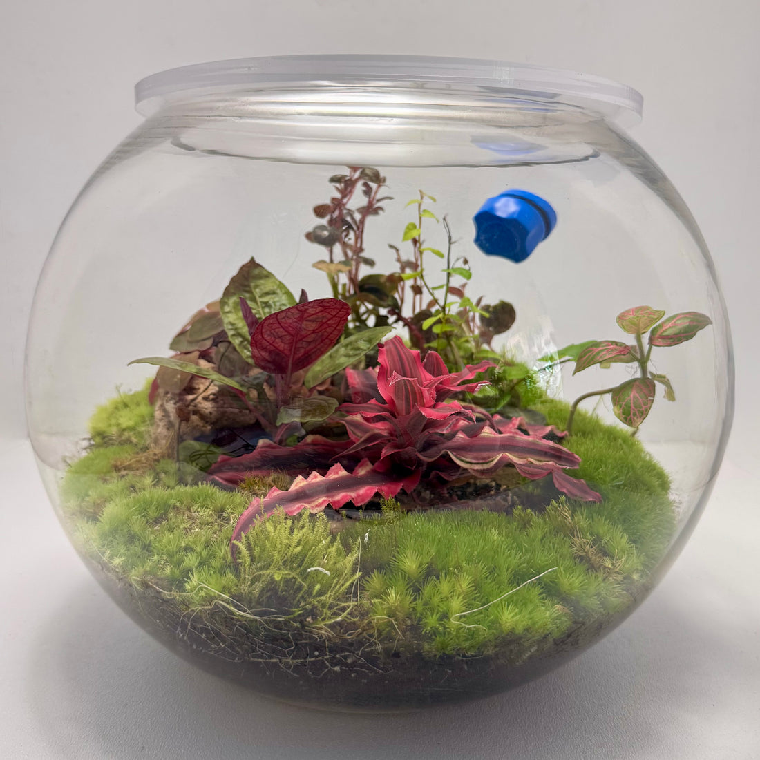 Tropical Closed Terrarium Garden – Mini Indoor Ecosystem in Glass height 25cm width 25cm