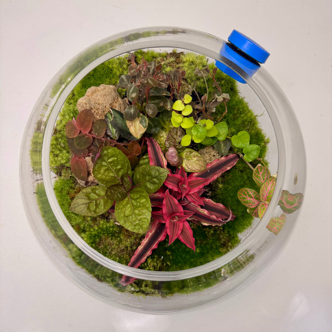 Tropical Closed Terrarium Garden – Mini Indoor Ecosystem in Glass height 25cm width 25cm