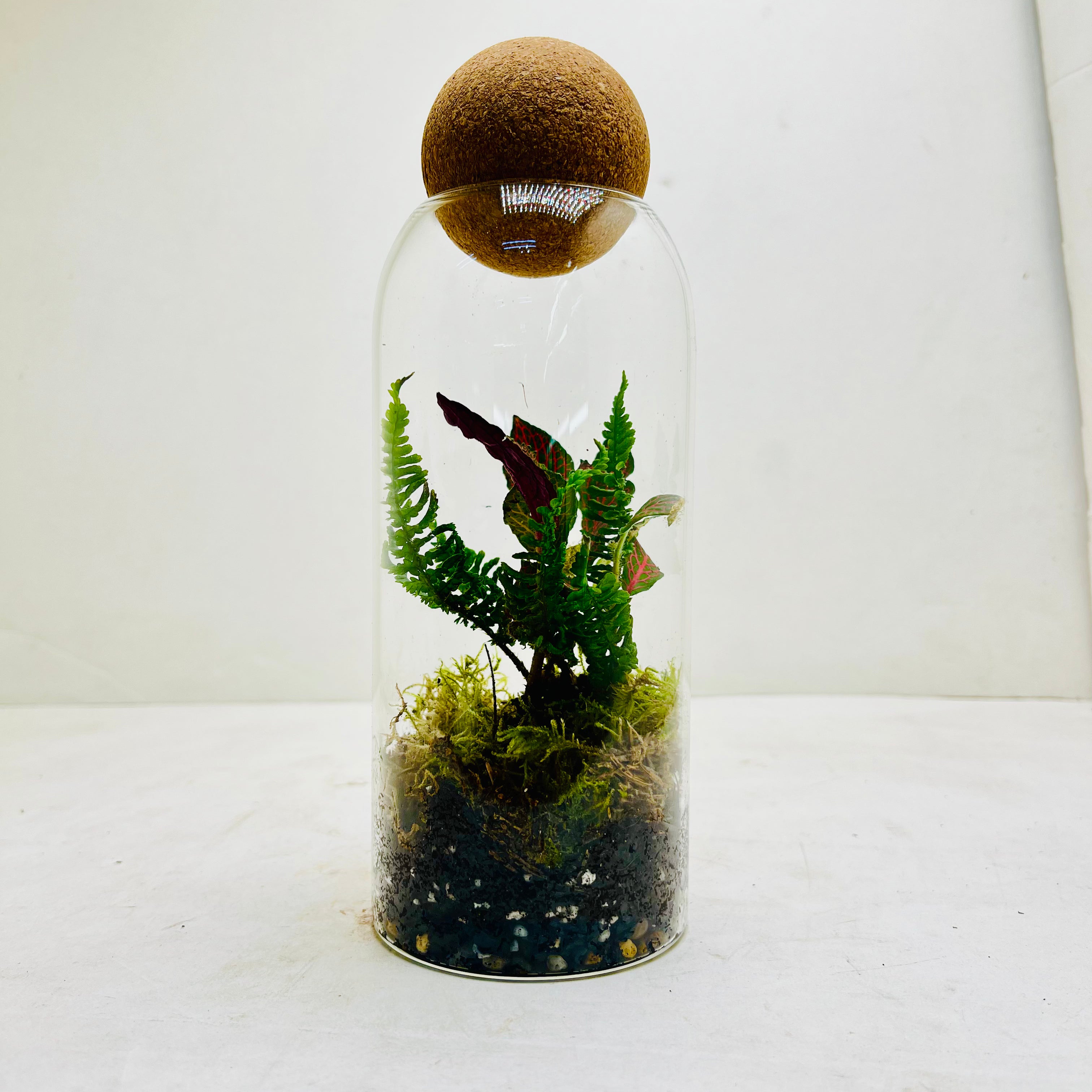 Elegant Glass Dome Terrarium with Ferns and Fittonia  Nature in a Jar