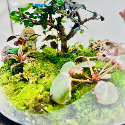 Nature In A Dome  Handcrafted Mini Jungel Terrariume