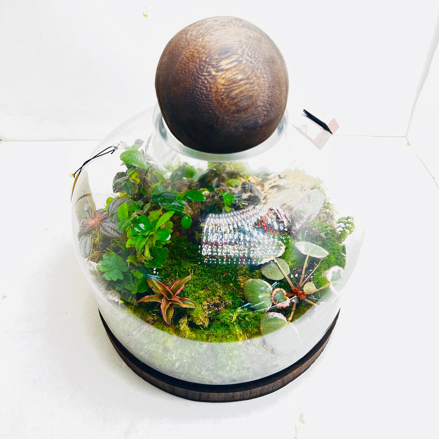 Nature In A Dome  Handcrafted Mini Jungel Terrariume