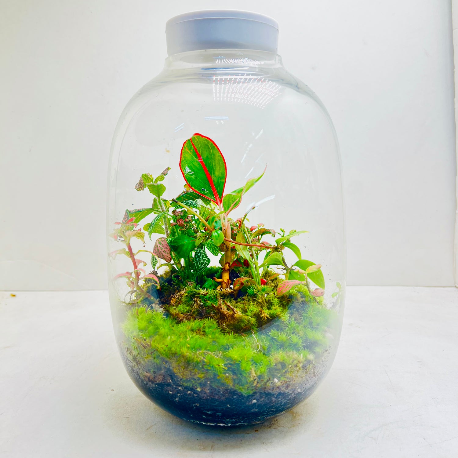 Terrarium Creations Inspired By Calm of Nature