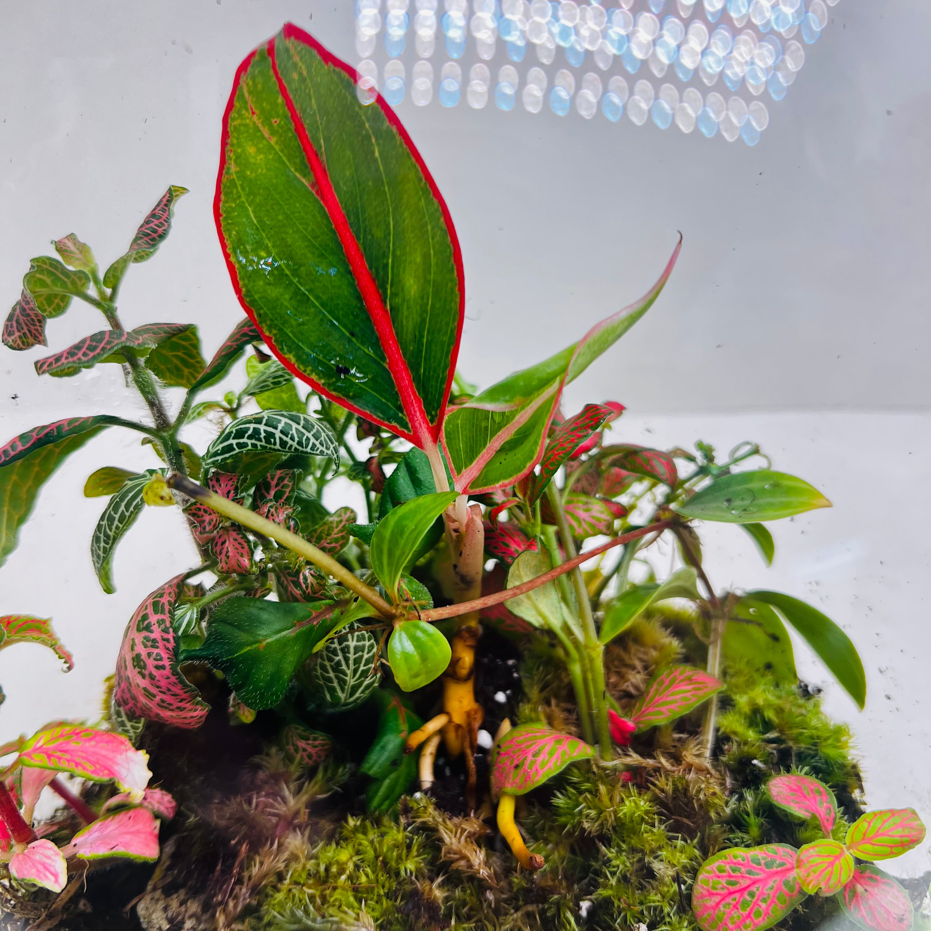 Terrarium Creations Inspired By Calm of Nature