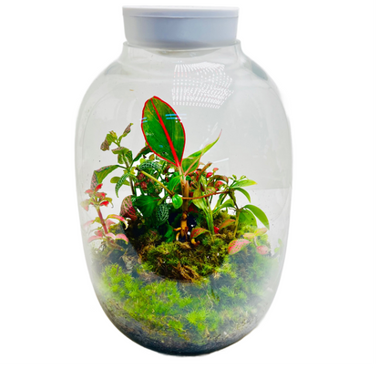 Terrarium Creations Inspired By Calm of Nature