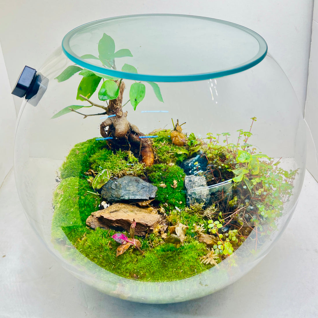 Elegant Terrarium with  Fern &amp; Plants A Miniature Green Paradise for Your Home or Office