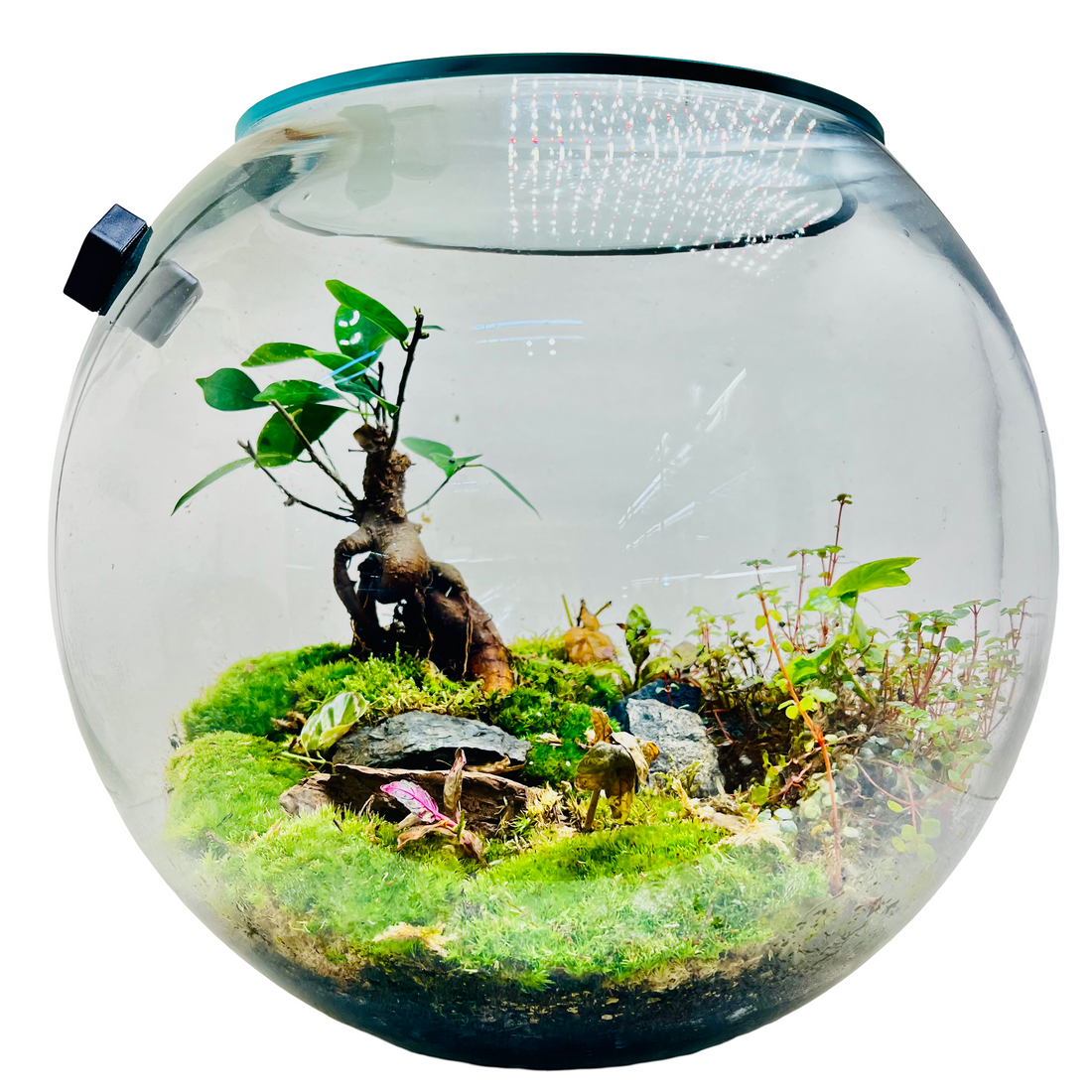 Elegant Terrarium with  Fern &amp; Plants A Miniature Green Paradise for Your Home or Office
