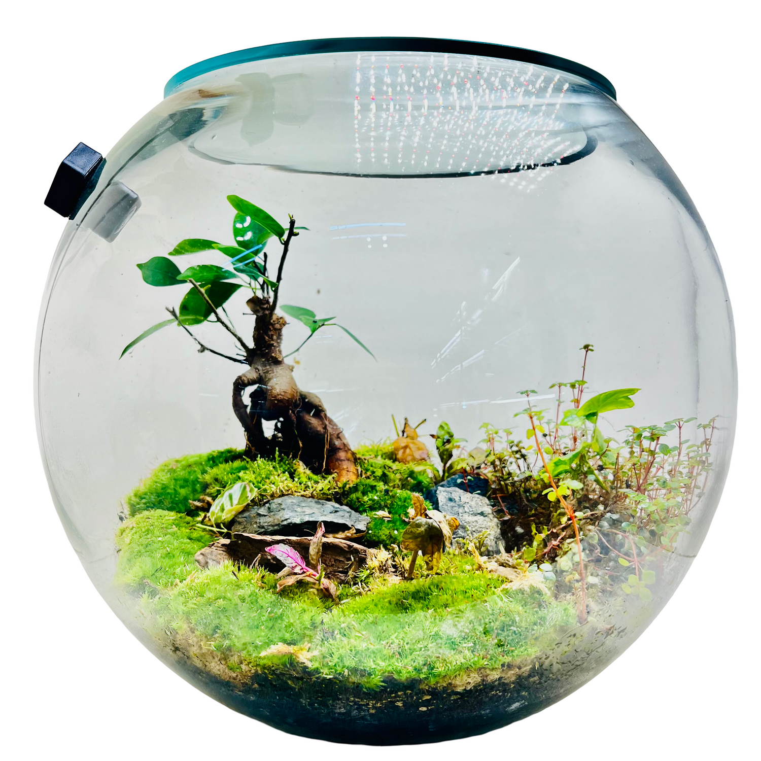 Elegant Terrarium with  Fern &amp; Plants A Miniature Green Paradise for Your Home or Office